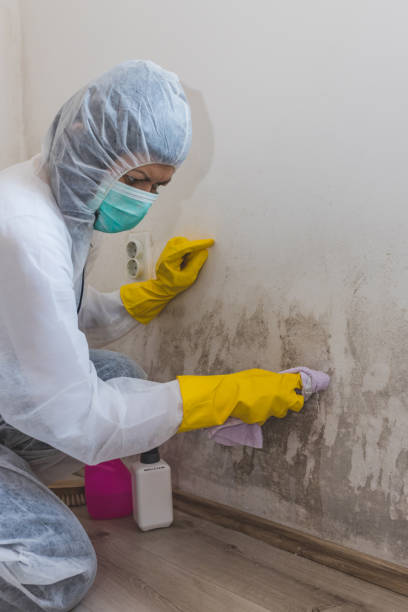 Best Black Mold Removal  in USA